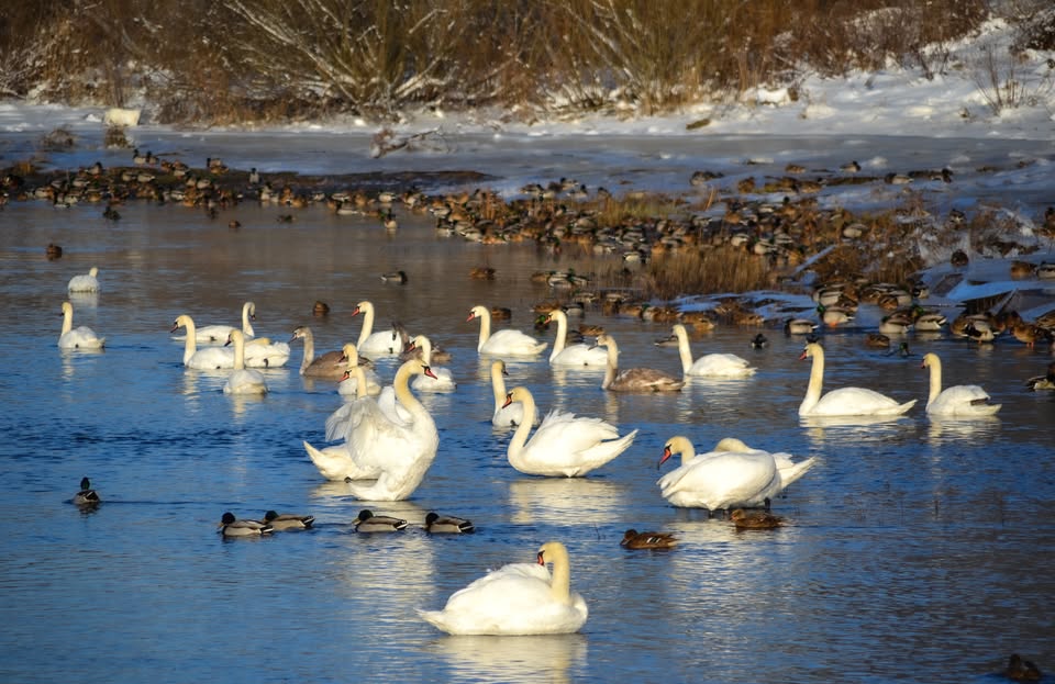 Pārgājiens/Rīga-Salaspils-Ogre